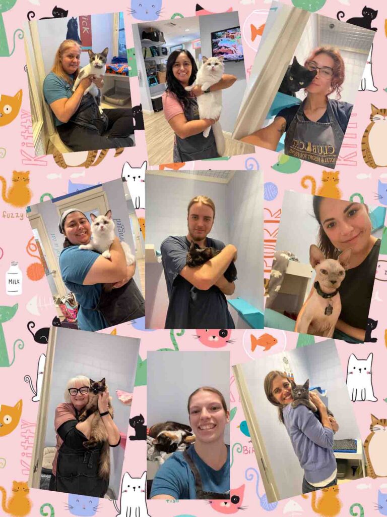 Photos of employees of Club Cat holding cats